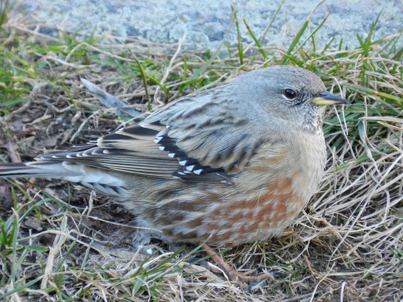 Sordoni (Prunella collaris) a Varese